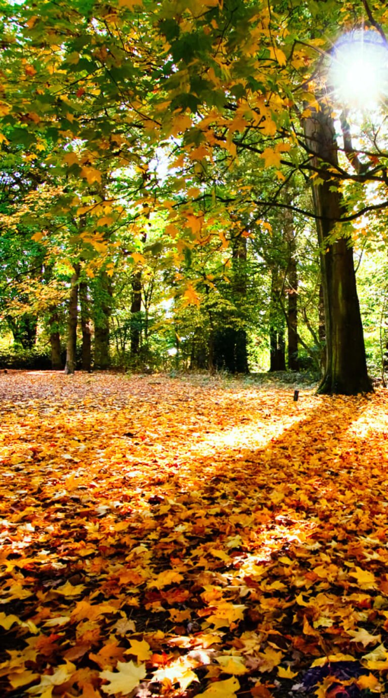 Lockscreen fall background for iphone 11 wallpaper