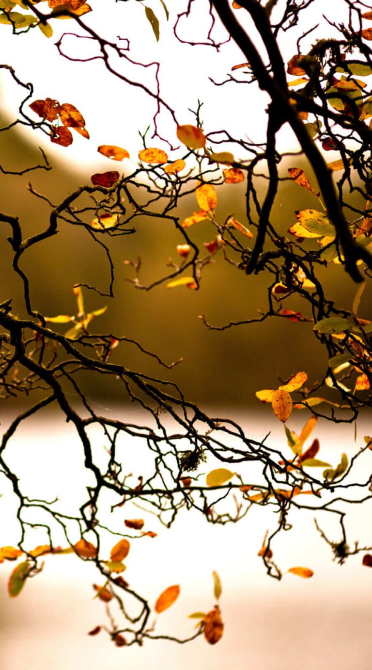Lovely fall background iphone 12 pro max wallpaper