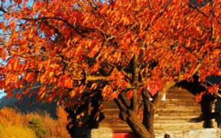 Magnificent fall Background for iphone 12 pro max wallpaper 11