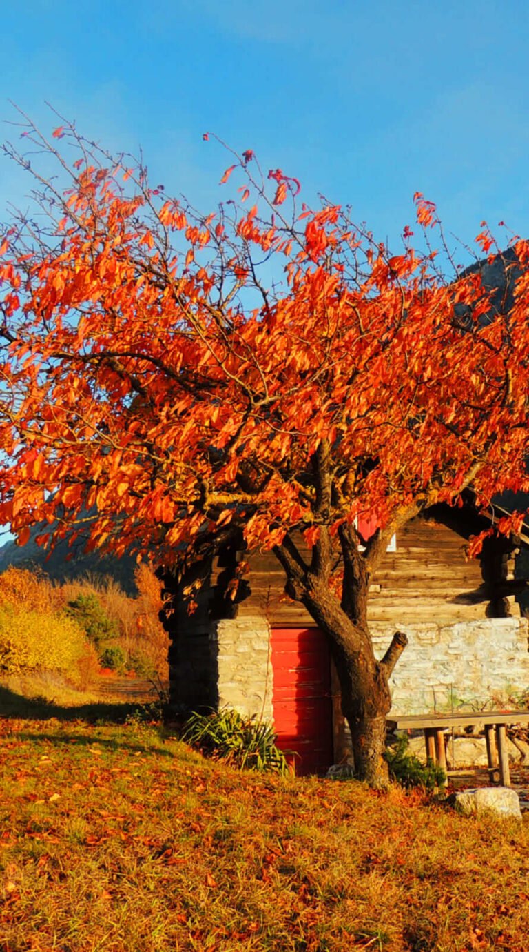 Magnificent fall Background for iphone 12 pro max wallpaper 11