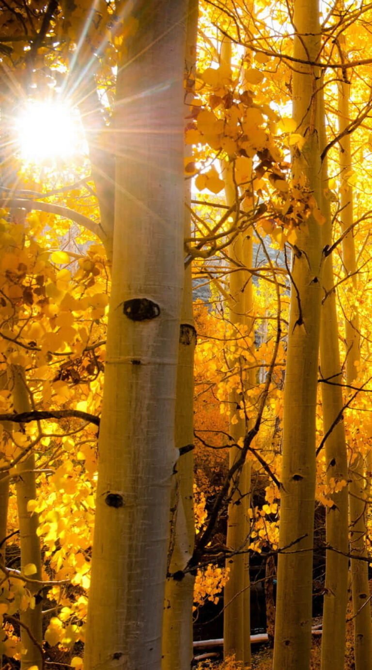 Pretty Forest and fall background iphone 12 pro max wallpaper