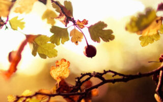 Pretty fall backgroundr iphone 12 pro max wallpaper