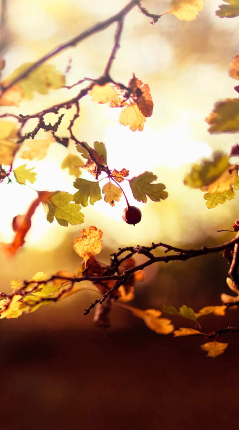 Pretty fall backgroundr iphone 12 pro max wallpaper