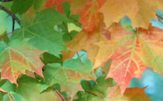 Shapely fall background iphone 12 pro max wallpaper