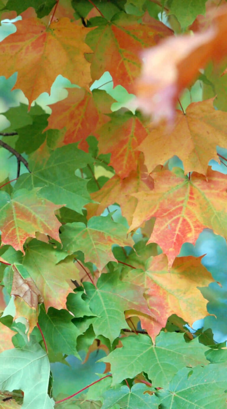 Shapely fall background iphone 12 pro max wallpaper