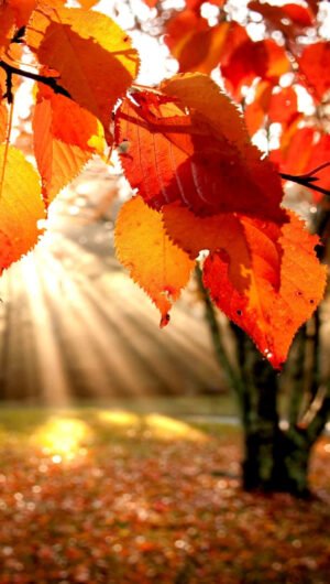 Supe Awesome fall background iphone 12 wallpaper