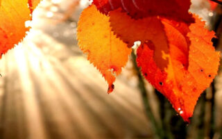 Supe Awesome fall background iphone 12 wallpaper