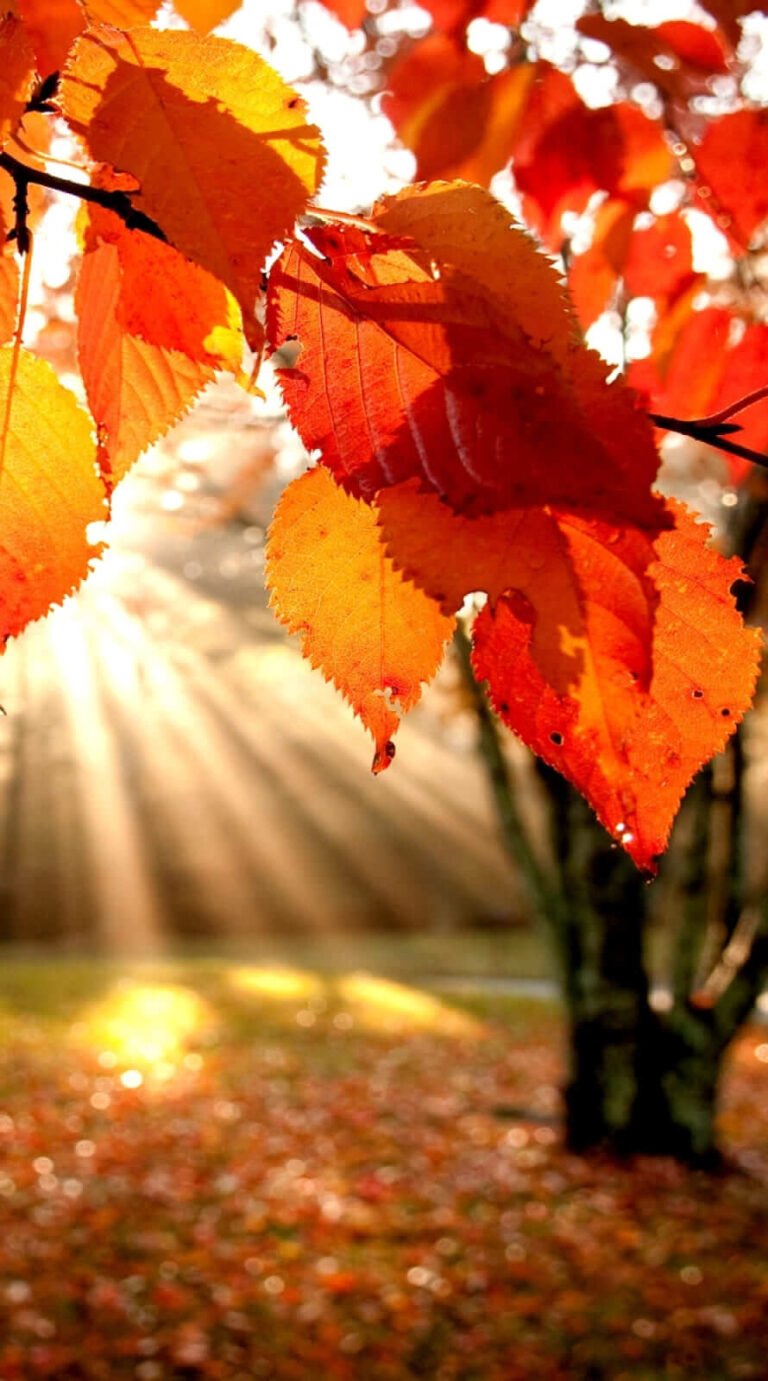Supe Awesome fall background iphone 12 wallpaper
