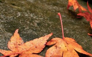 Super Fallen autumn backgrounds aesthetic iphone wallpaper