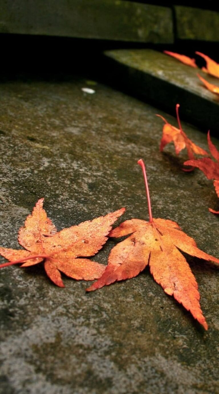 Super Fallen autumn backgrounds aesthetic iphone wallpaper