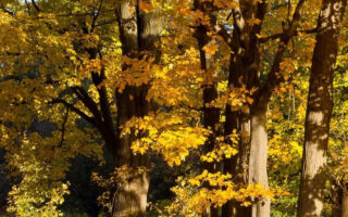 Super cute forest fall background iphone 14 wallpaper