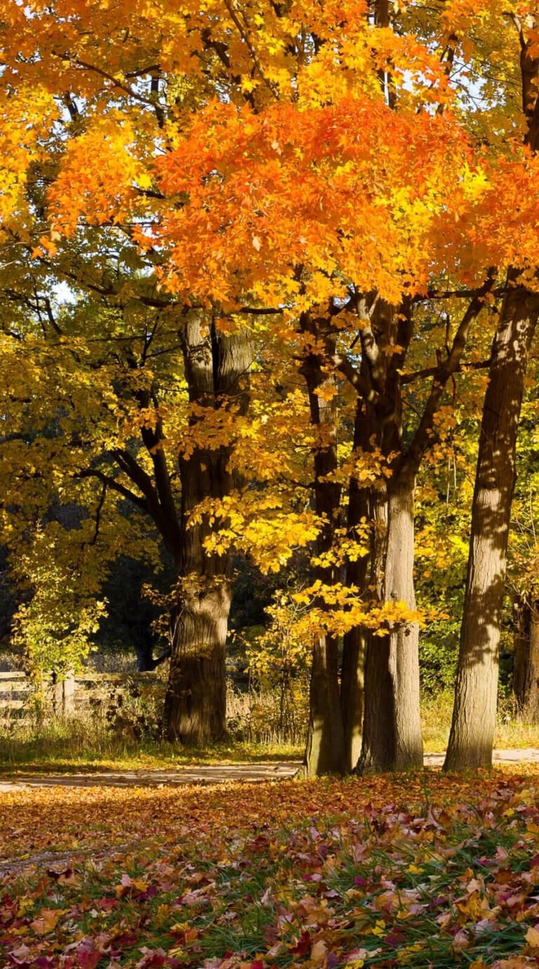 Super cute forest fall background iphone 14 wallpaper