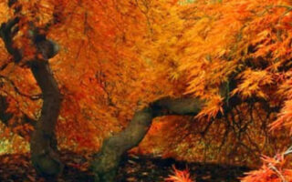 Super cute nature fall background iphone 14 wallpaper