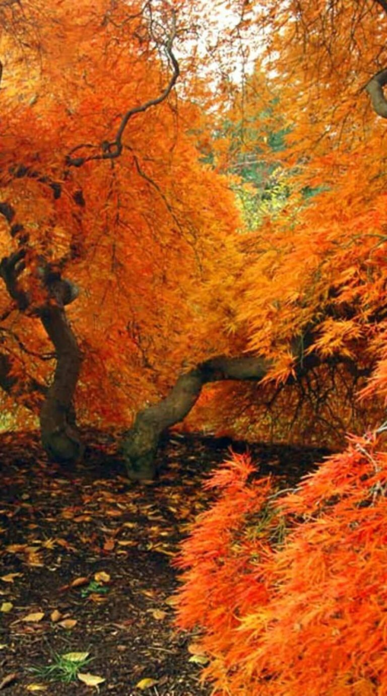 Super cute nature fall background iphone 14 wallpaper