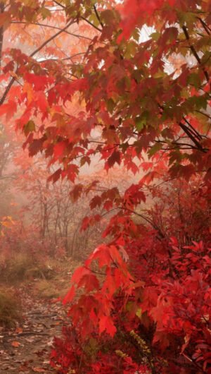 Super cute nature forest fall background iphone 14 wallpaper