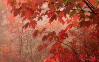 Super cute nature forest fall background iphone 14 wallpaper