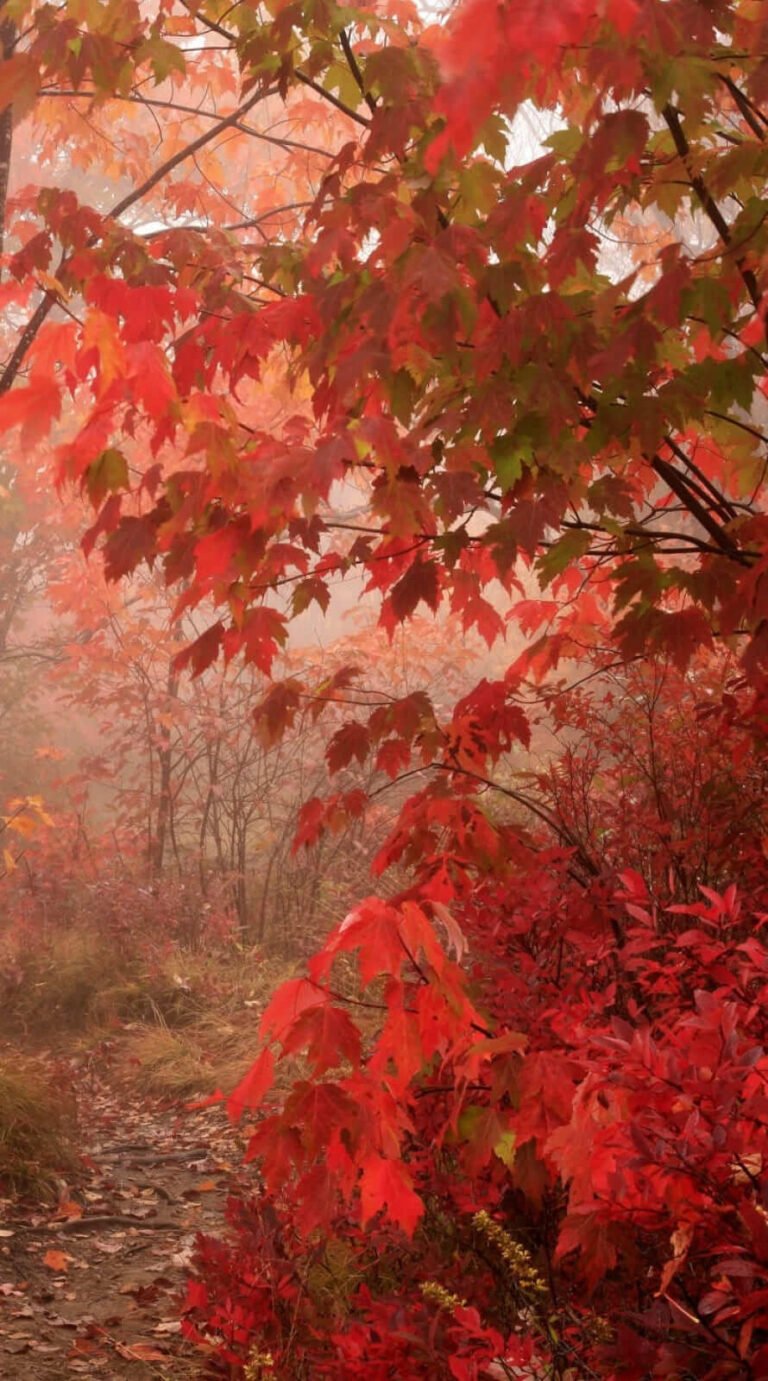 Super cute nature forest fall background iphone 14 wallpaper