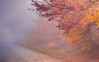 Super cute road fall background iphone 14 wallpaper