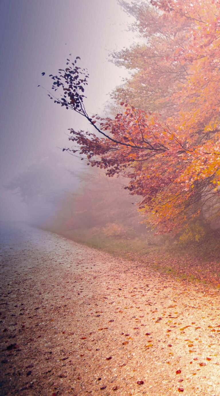 Super cute road fall background iphone 14 wallpaper