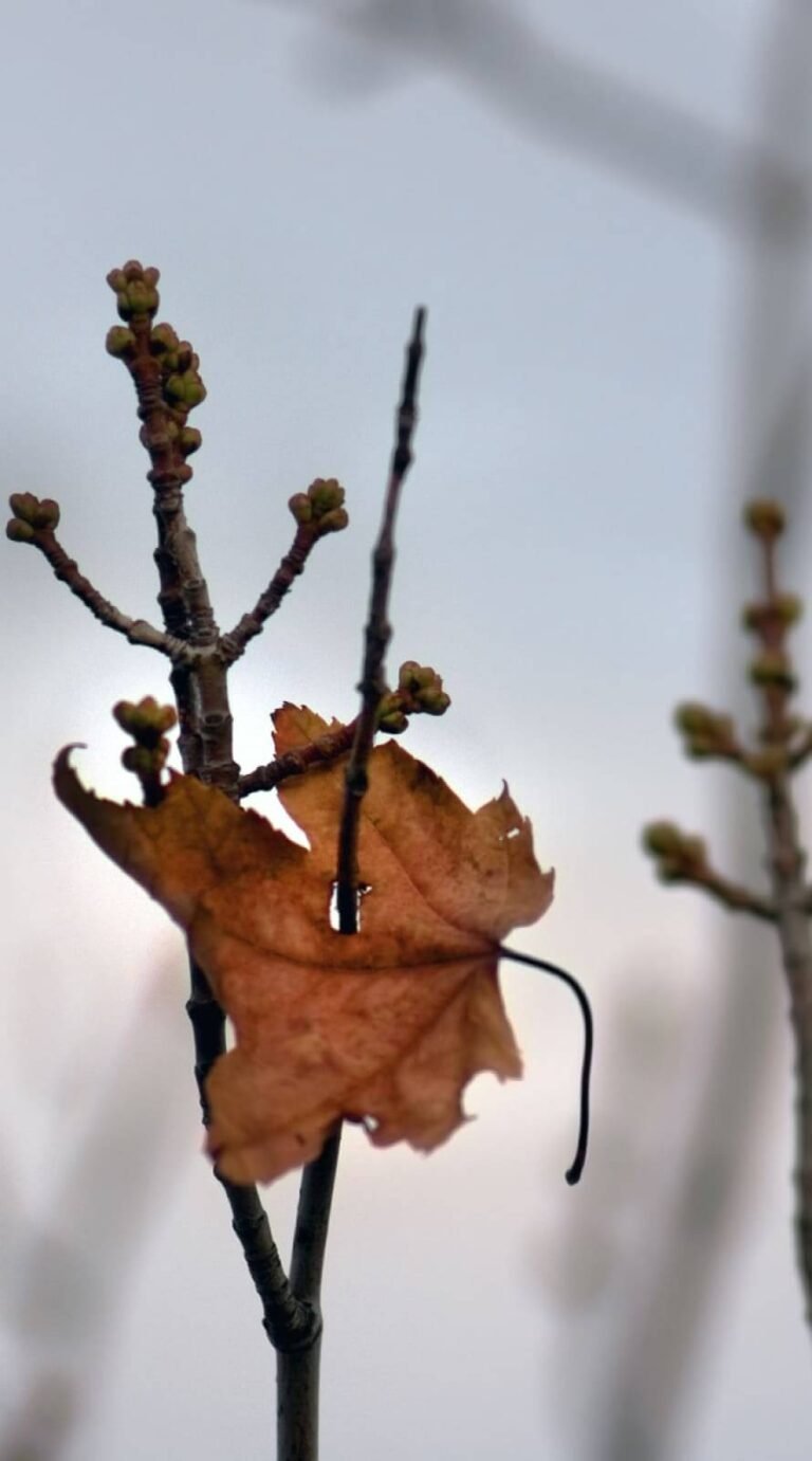 Superb Fall Background What is Autumn by draftpodium iphone 14 background
