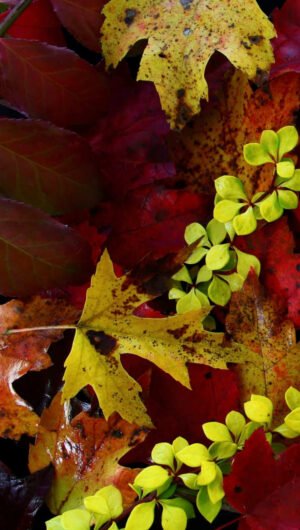 Superb Pretty fall background iphone 12 wallpapers