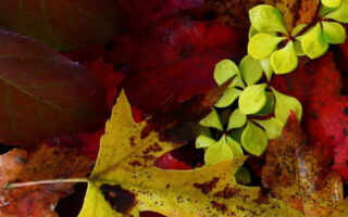 Superb Pretty fall background iphone 12 wallpapers