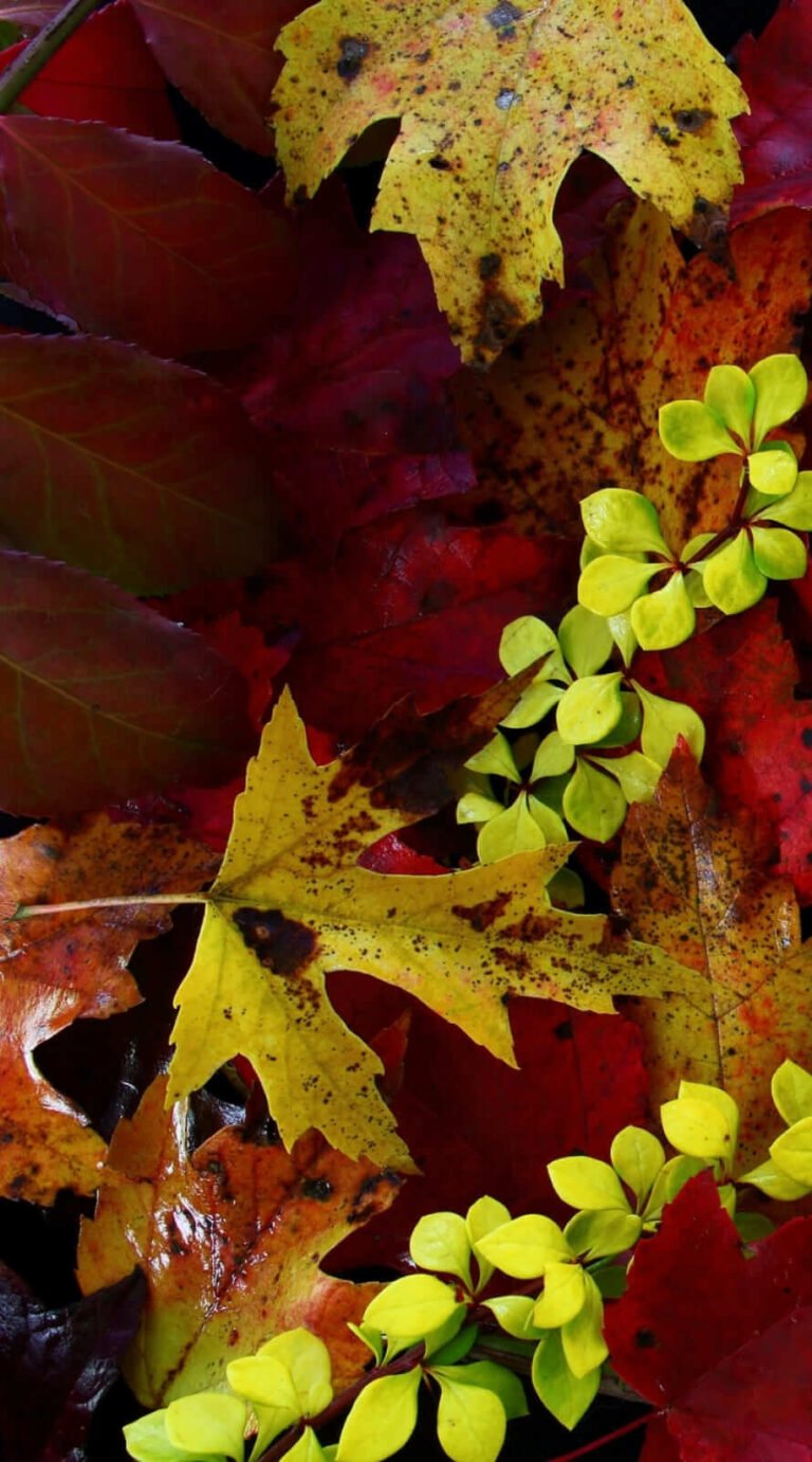 Superb Pretty fall background iphone 12 wallpapers