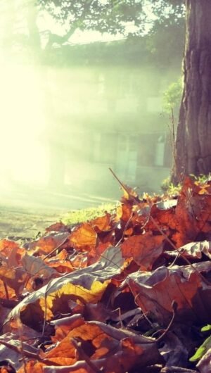 The Best Fall autumn backgrounds aesthetic iphone wallpaper