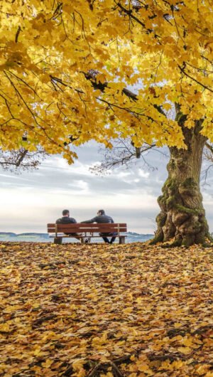 Unimaginable Fall Background Sitting on a Bench While the Yellow Leaves Fall