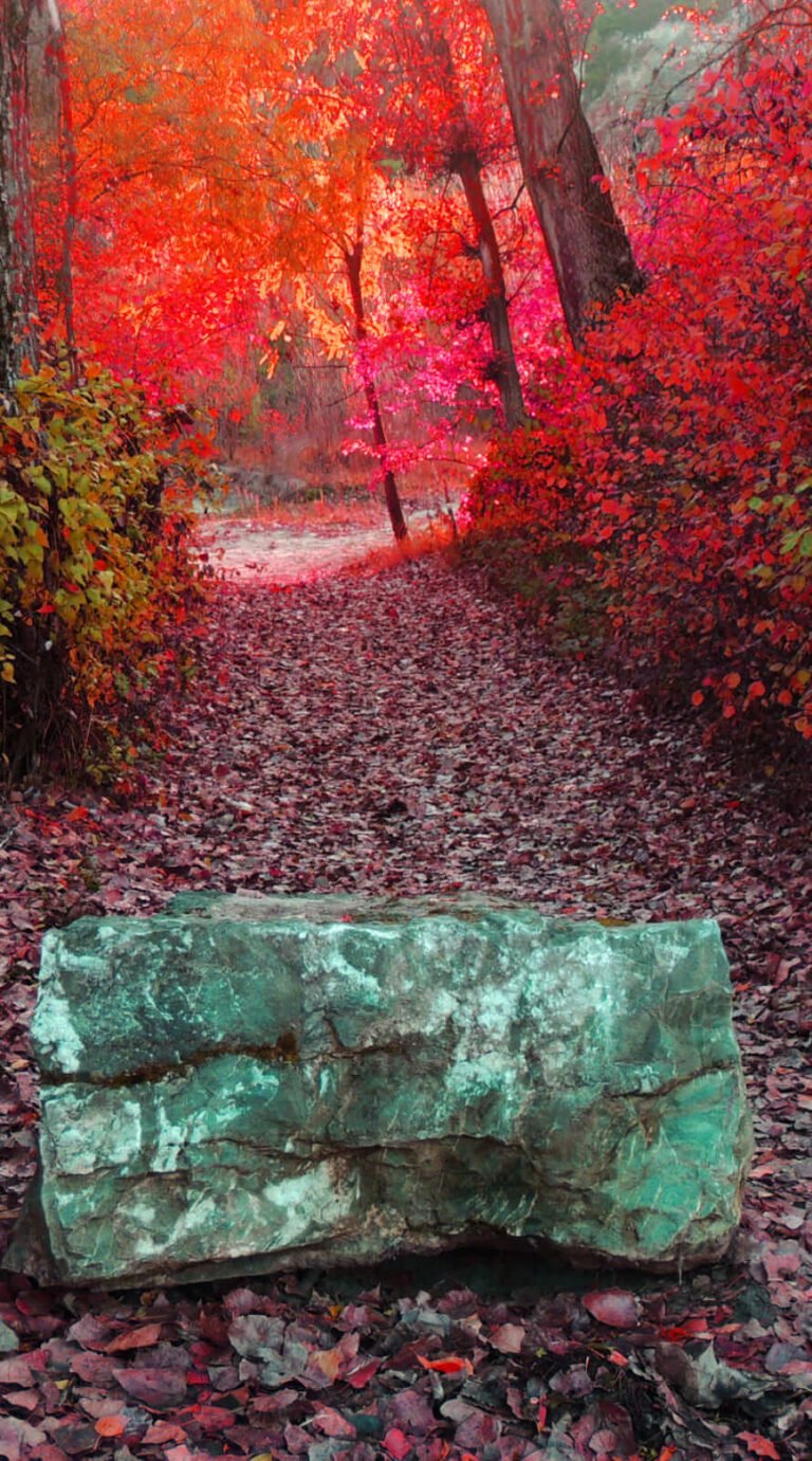 Wonderful Fall Background for iphone 12 pro max wallpaper