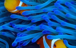 Cool fish ios 16 lock screen wallpaper for iphone 14 pro max 8