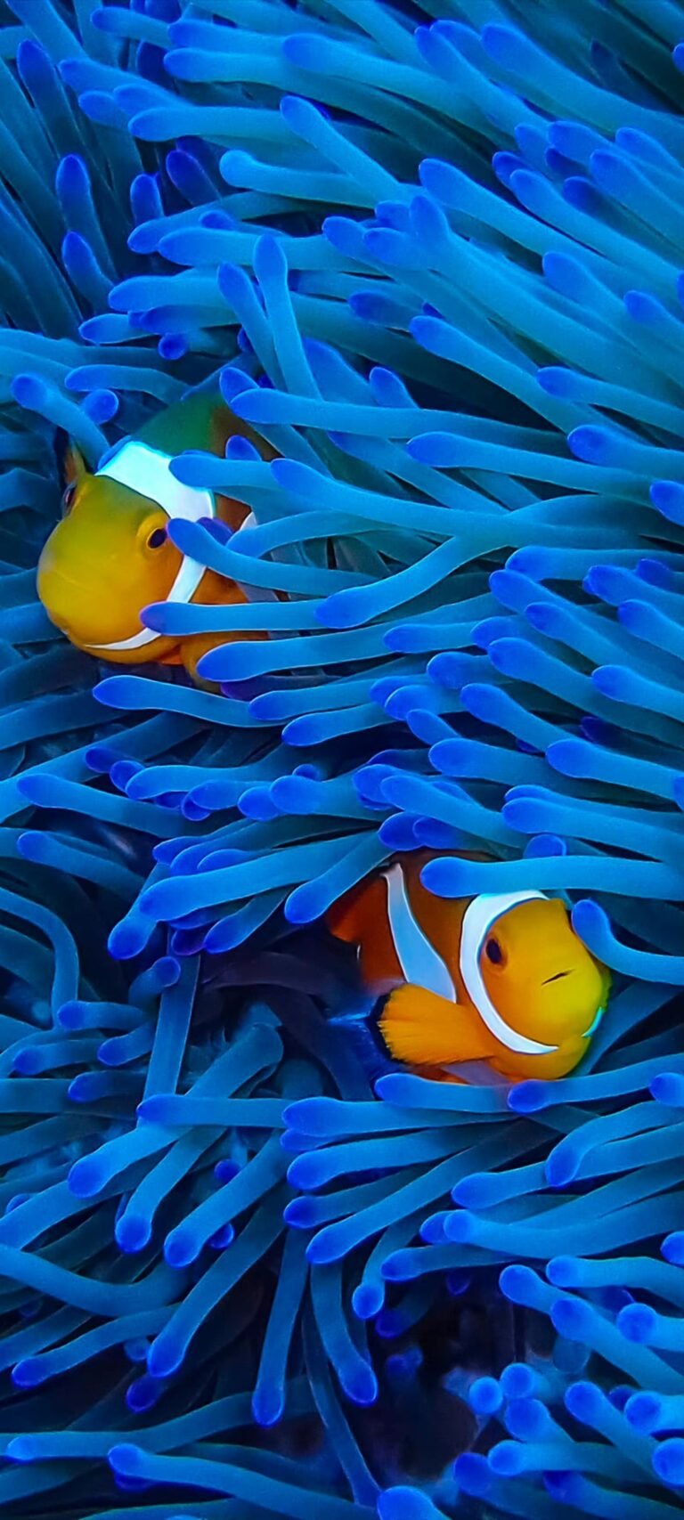 Cool fish ios 16 lock screen wallpaper for iphone 14 pro max 8