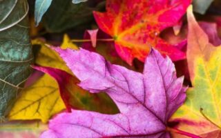 free preppy fall wallpaper for iphone 14 aesthetic fall wallpapers