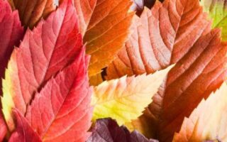 preppy fall wallpaper aesthetic fall wallpapers