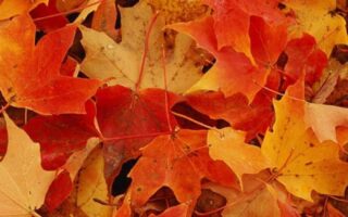 preppy fall wallpaper free fall wallpaper for iphone 14