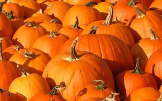 pumkin free halloween background for iphone 14 wallpaper 13